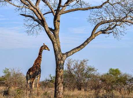 safari Afrique du Sud