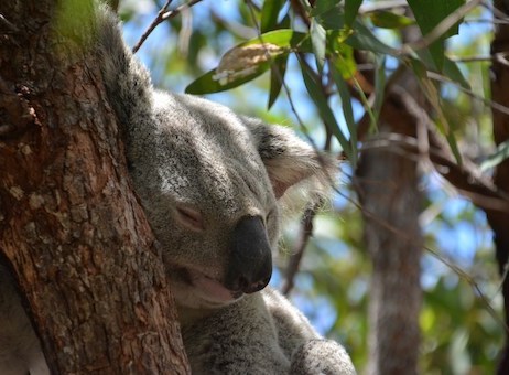 koala Australie