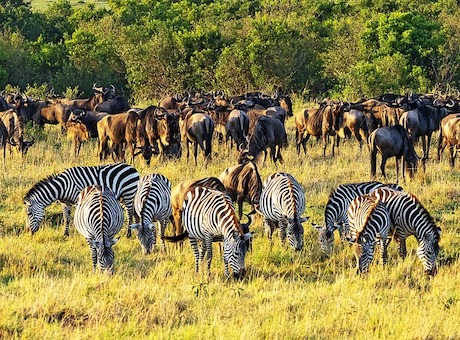 safari kenya